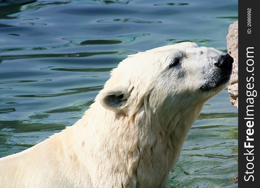 A white polar bear swimming in clear blue water