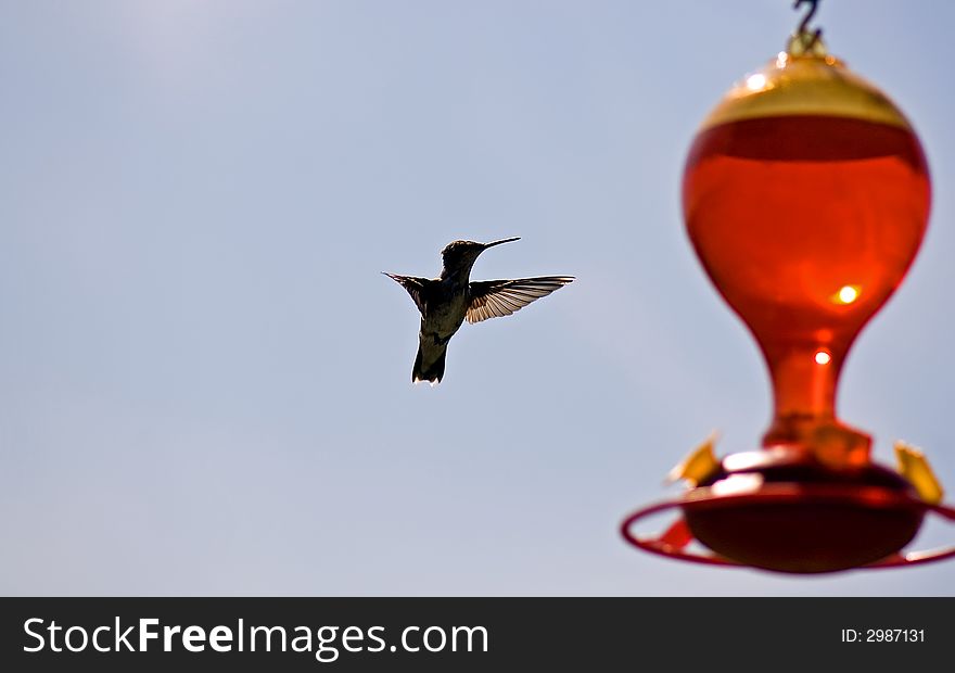 A view of a fast moving humming bird in mid-flight, about to land on a feeder. A view of a fast moving humming bird in mid-flight, about to land on a feeder.