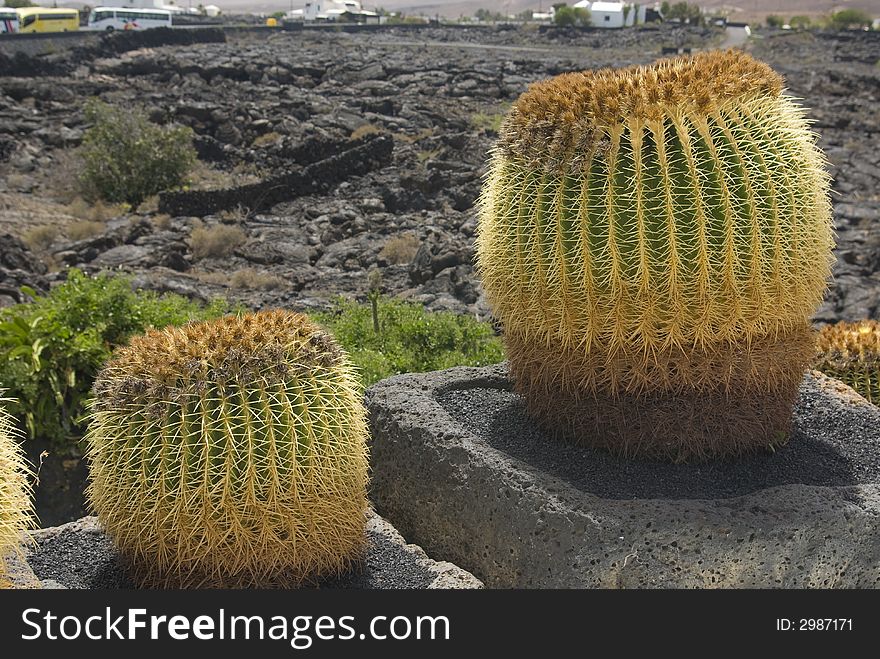 A pair of Cactus