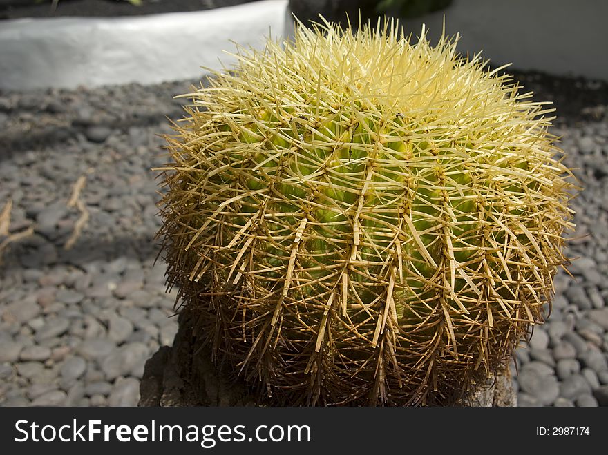 Barrel cactus in a garden