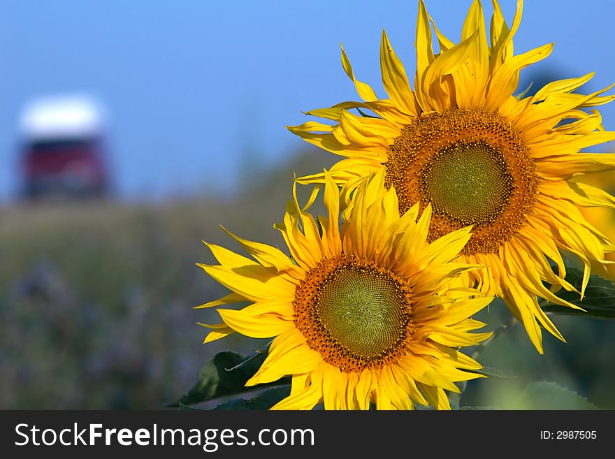 An image of yellow field of sunflowers. An image of yellow field of sunflowers