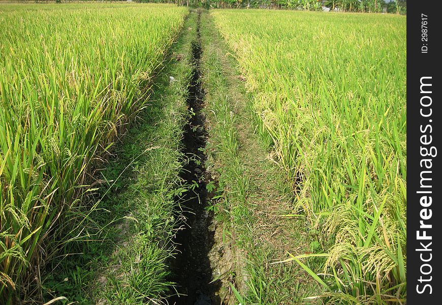 The irrigation in Java rice field not so good now because the season. The irrigation in Java rice field not so good now because the season