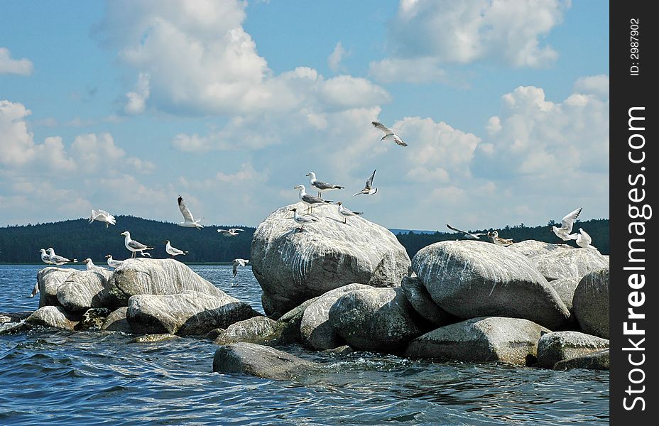 The seagull sitting on a rock in water. The seagull sitting on a rock in water