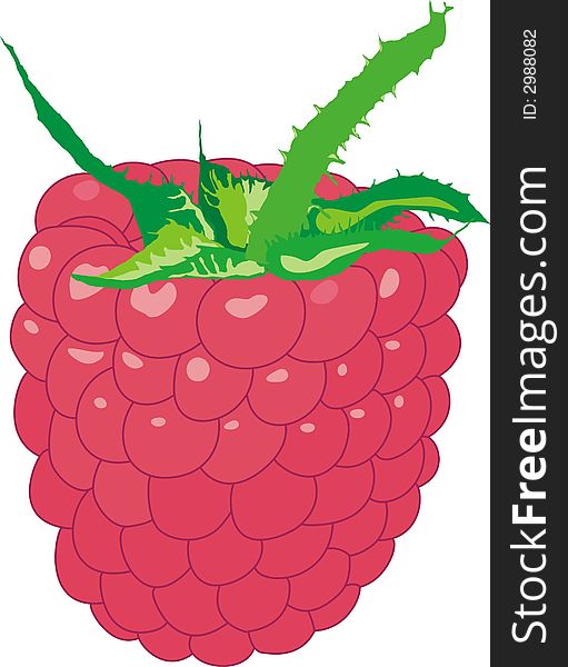 Illustration of the fresh raspberry