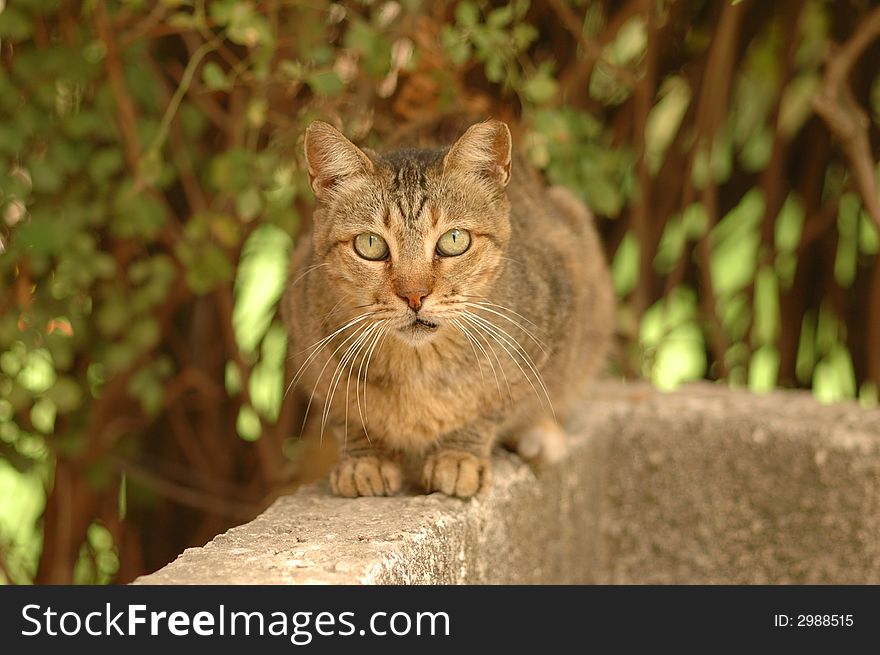 Beautiful brown cat sitting down. Beautiful brown cat sitting down