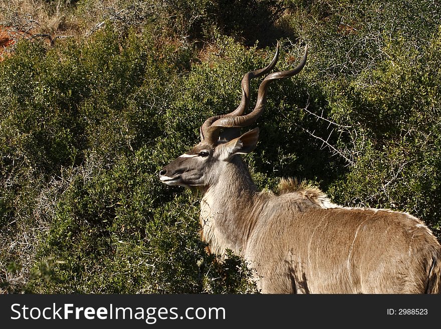 Kudu ram standing next to a bush