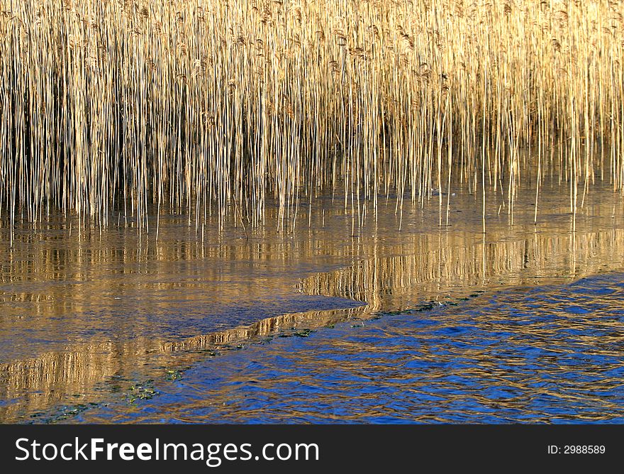 Straws in water, in a lake