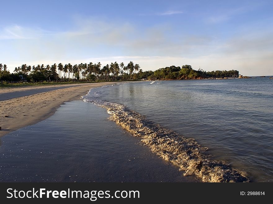 Palm trees on the beach Aguram Bay in Sri Lanka. Palm trees on the beach Aguram Bay in Sri Lanka