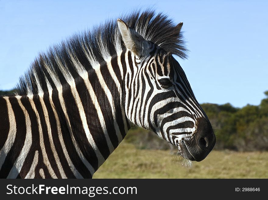 Zebra standing with a blue sky background. Zebra standing with a blue sky background