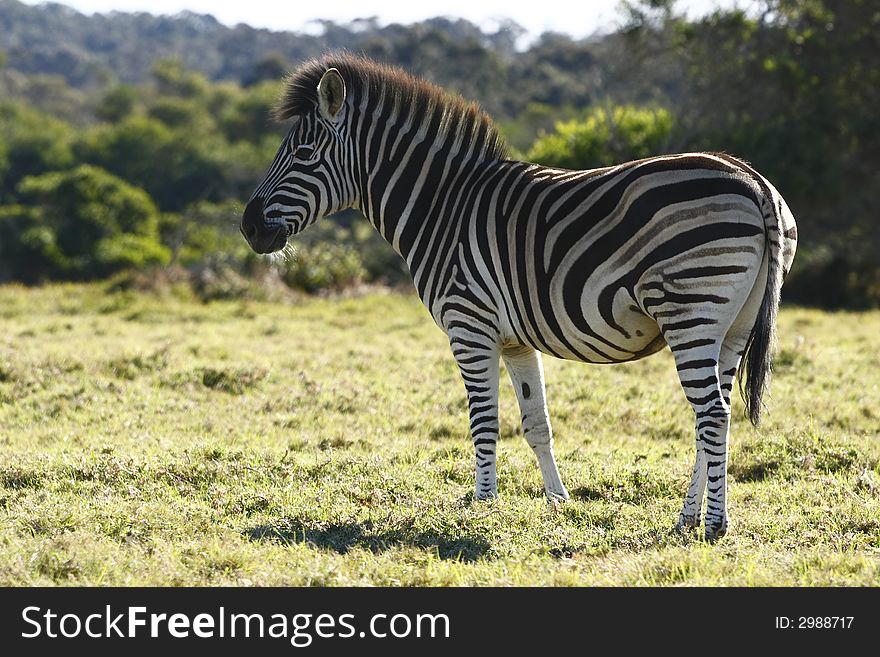 Zebra standing and posing in a bushy field. Zebra standing and posing in a bushy field