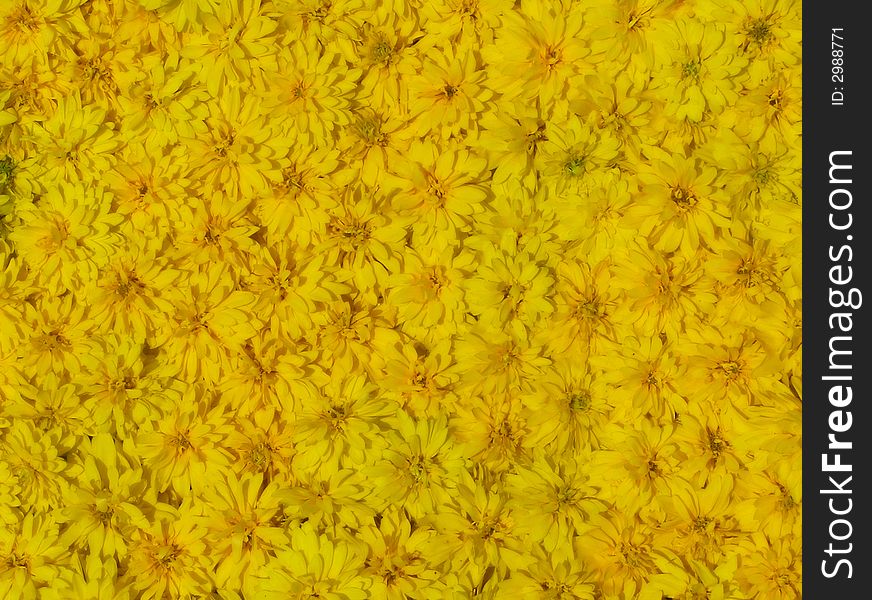 Background from a plenty of yellow garden flowers. Background from a plenty of yellow garden flowers