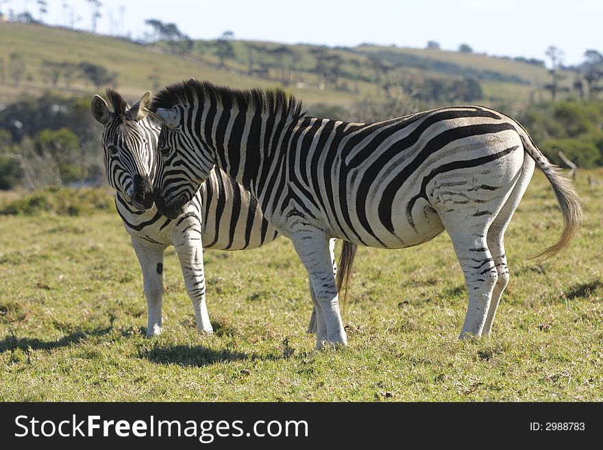 Zebras giving some affection to each other