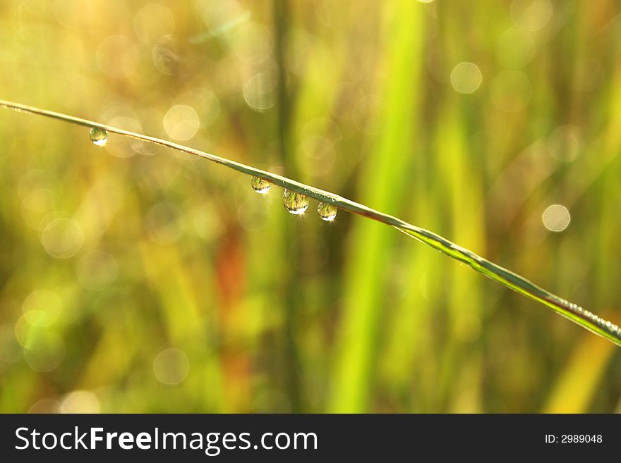 Water Droplets reflections on a blade of tall grass