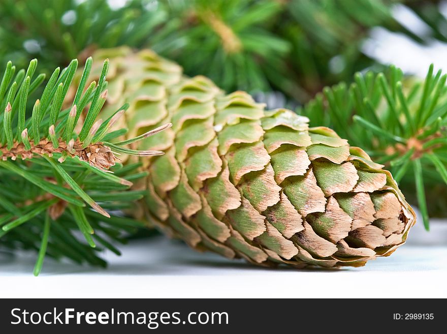 Christmas souvenir-fur-tree branch with cones on white background