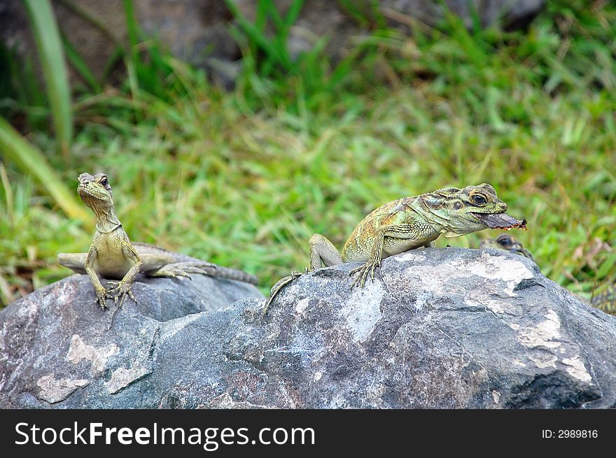 Two green lizards lounging on the rock