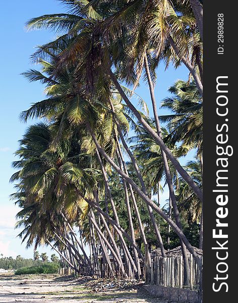 Palm tree on the beach Uppuveli in Sri Lanka. Palm tree on the beach Uppuveli in Sri Lanka