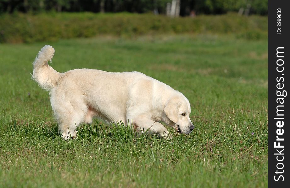 Golden retriver running in the forest