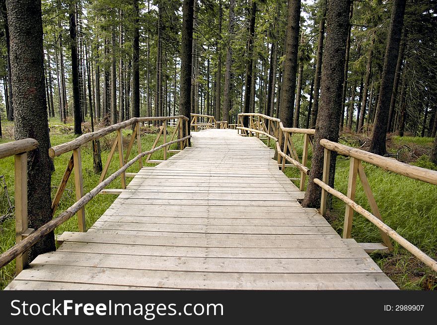 Wooden way leading into woods in the quiet place.