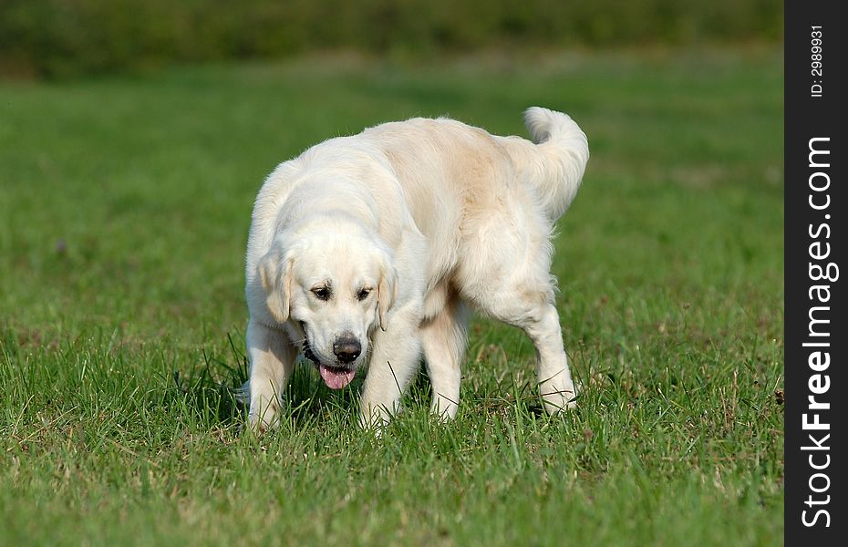 Golden retriver running in the forest