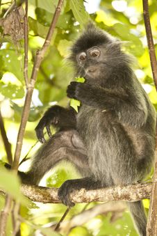Silver Leaf Monkey/Langur In Tree Royalty Free Stock Images Silver Leaf Monkey/Langur In Tree Royalty Free Stock Images