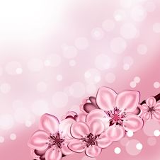 Background From The Flowers Of Apple Stock Photos Background From The Flowers Of Apple Stock Photos