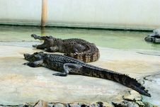 Both Crocodile In Crocodile Farm Show Time Royalty Free Stock Photography Both Crocodile In Crocodile Farm Show Time Royalty Free Stock Photography