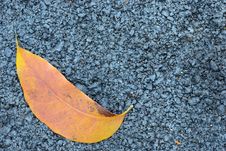 Asphalt Texture With Brown Leaf Stock Photography Asphalt Texture With Brown Leaf Stock Photography