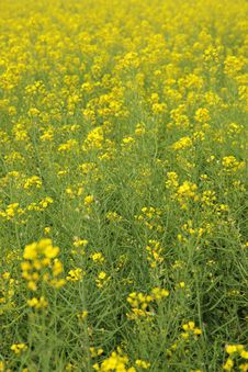 Rape Flowers Field Royalty Free Stock Photos Rape Flowers Field Royalty Free Stock Photos