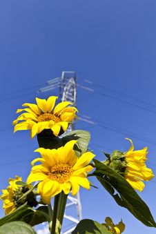 Young Sunflowers Royalty Free Stock Photo Young Sunflowers Royalty Free Stock Photo