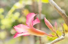 Desert Rose /pink Impala Lily Stock Photo Desert Rose /pink Impala Lily Stock Photo