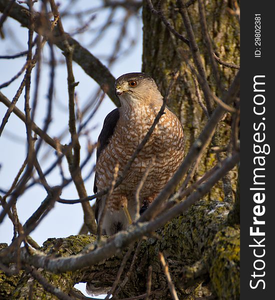 Hawk sitting in a sunny spot in a tree