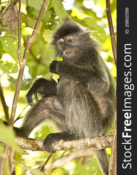 A silver leaf monkey, also known as a silver langur, looks down from his lofty perch while resting on a tree branch. A silver leaf monkey, also known as a silver langur, looks down from his lofty perch while resting on a tree branch.