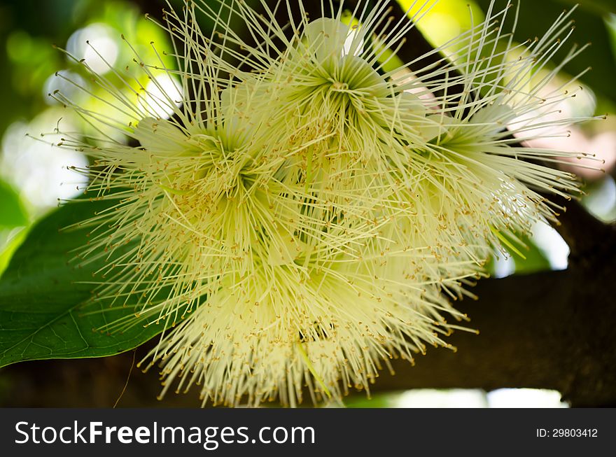 Rose apple Flower Bee Carpel Hybridize