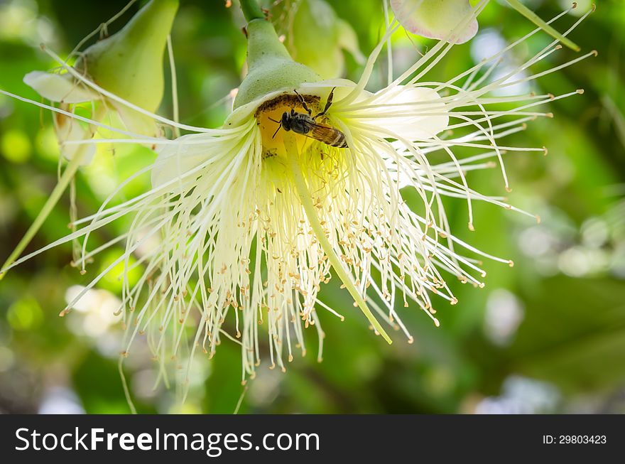 Rose apple Flower Bee Carpel Hybridize