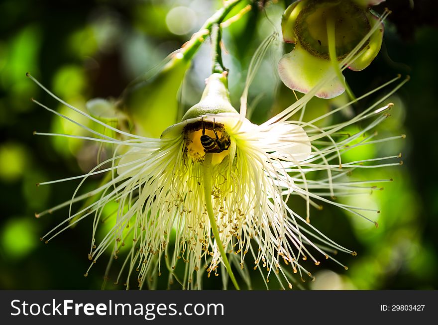 Rose apple Flower Bee Carpel Hybridize