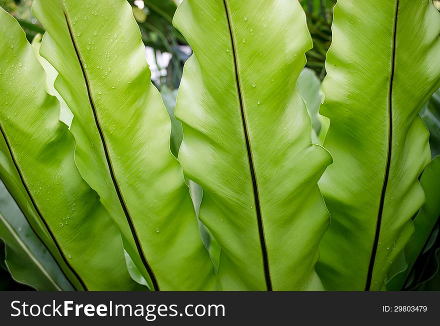 Leaves green tracery wallpape fern. Leaves green tracery wallpape fern