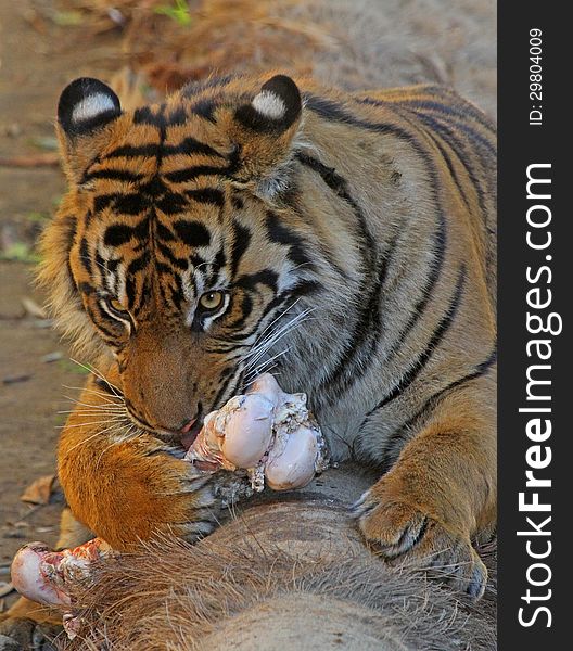 Young Male Tiger Chewing On Bone. Young Male Tiger Chewing On Bone