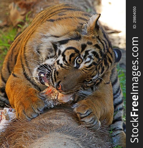 Young Male Tiger Chewing On Bone. Young Male Tiger Chewing On Bone