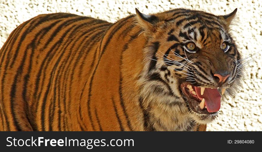 Young Male Tiger With Teeth Showing