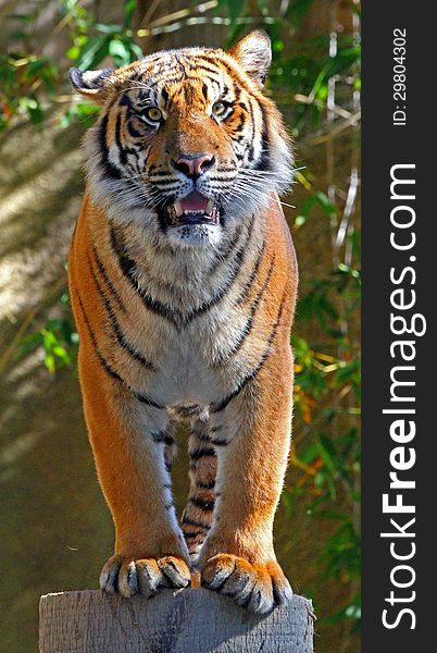 Young Male Tiger Staring At Viewer From Top Of Palm Tree Stump. Young Male Tiger Staring At Viewer From Top Of Palm Tree Stump