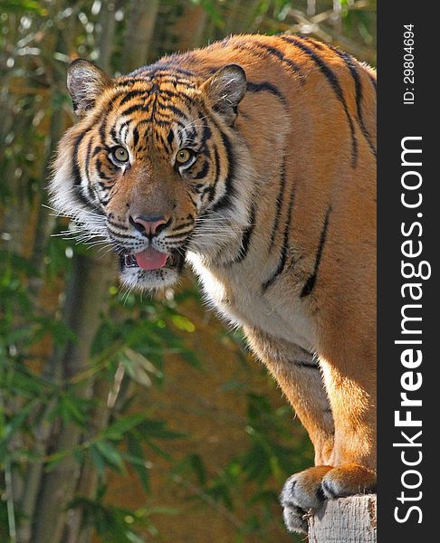 Young Male Tiger Staring At Viewer With Head In Sunlight. Young Male Tiger Staring At Viewer With Head In Sunlight