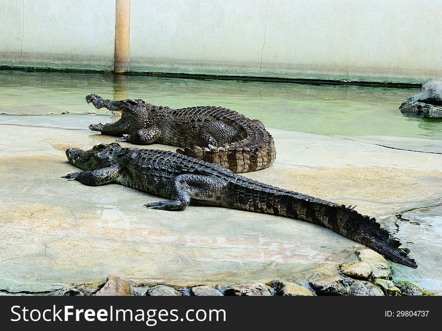 Both crocodile in crocodile farm show time