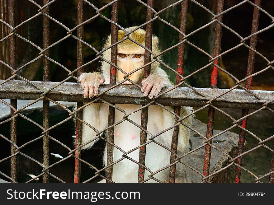 The monkey in the cage wait for fredom