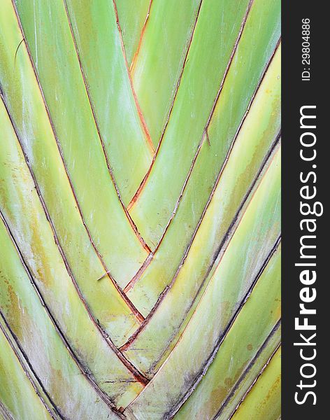 A type of banana leaves cascaded like a blow background texture