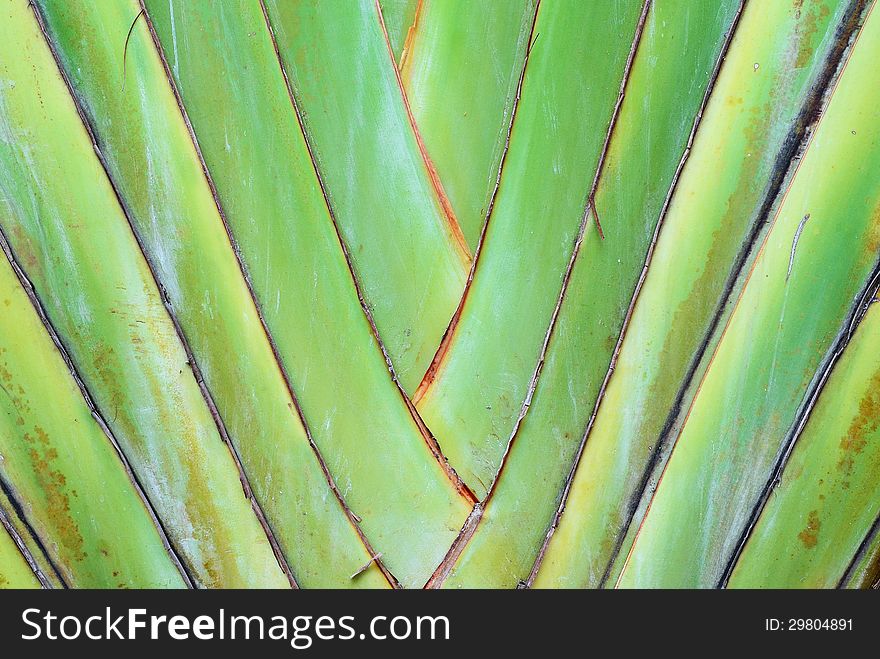 A type of banana leaves cascaded like a blow background