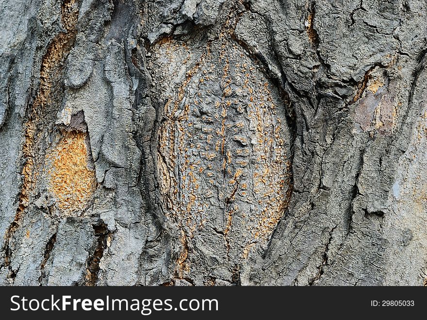 Close up on the abstract bark texture background