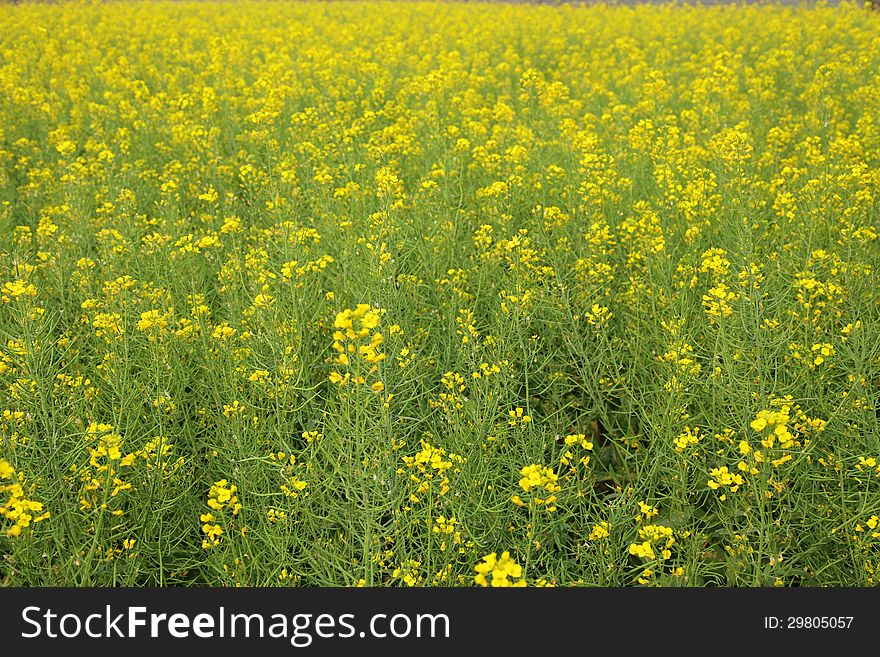 Yellow flowers field background. Yellow flowers field background