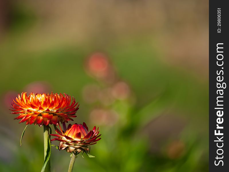 The image of a flower of a Strawflower against greens