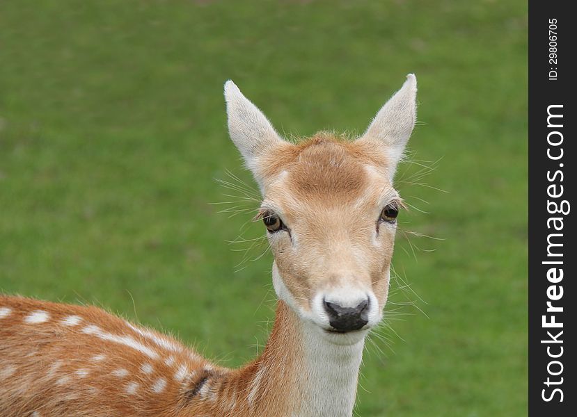 The Beautiful Face of a Young Fallow Deer.