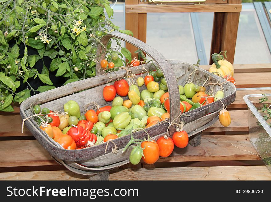 A Variety of Tomatoes in a Wicker Basket. A Variety of Tomatoes in a Wicker Basket.